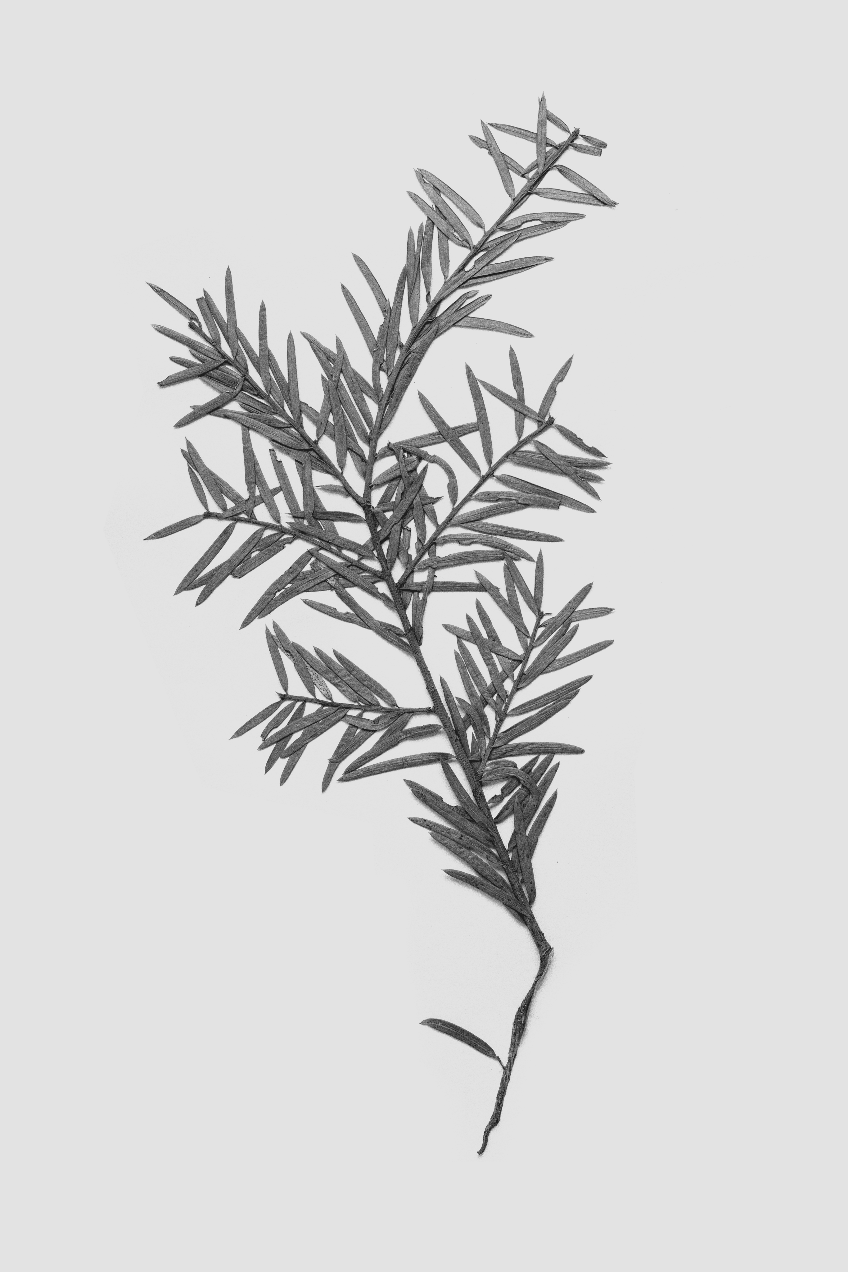 Podocarpus totara branch specimen